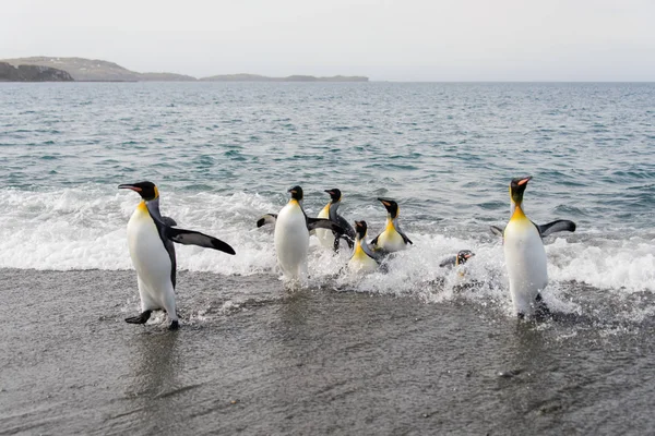 Königspinguine Gehen Aus Dem Meer — Stockfoto