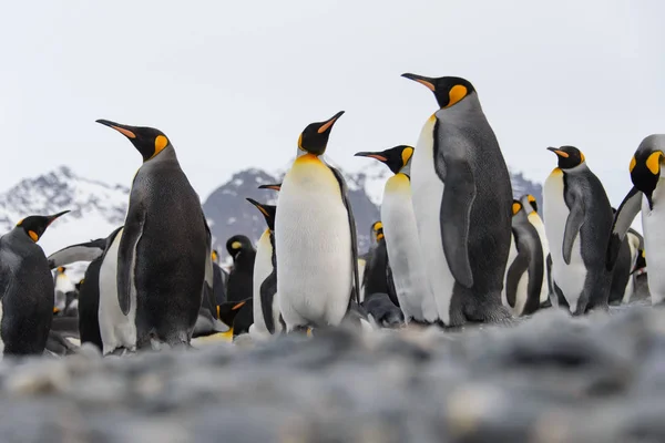 Kung Pingviner Sydgeorgien — Stockfoto