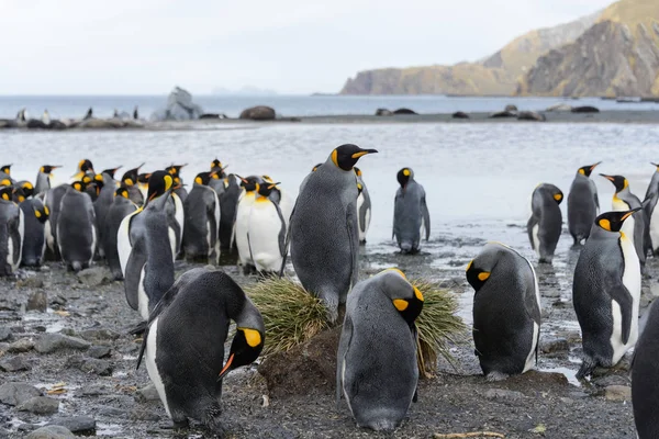 Pingwiny Chiks Wyspy Georgia Południowa Król — Zdjęcie stockowe