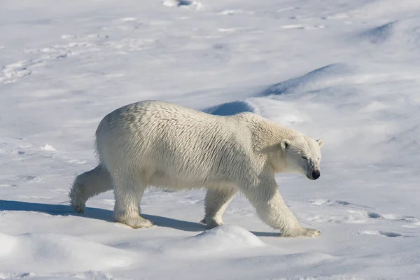 Eisbär Packeis — Stockfoto