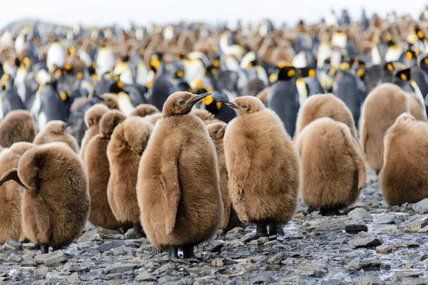 Schöner Erwachsener Königspinguin — Stockfoto