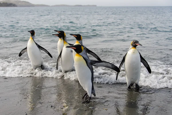 Koning Pinguïns Gaande Van Zee — Stockfoto
