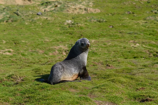 Elephant seal sleeping at nature