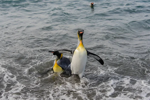 Koning Pinguïns Gaande Van Zee — Stockfoto