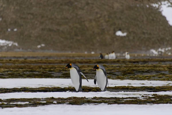 Koning Pinguïns Zuid Georgië Eiland — Stockfoto