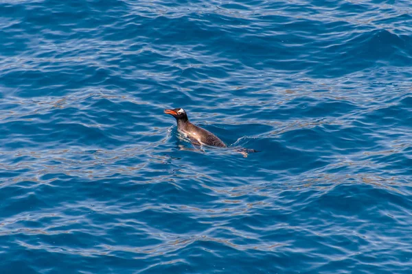 Pingüinos Gentoo Nadando Mar — Foto de Stock