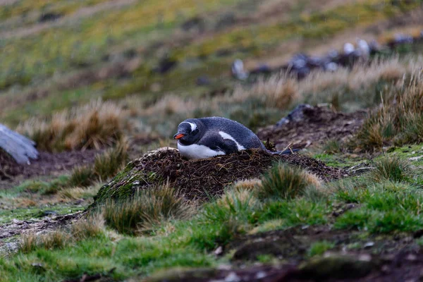 Pingouin Doux Humide Dans Nid Par Temps Pluvieux — Photo