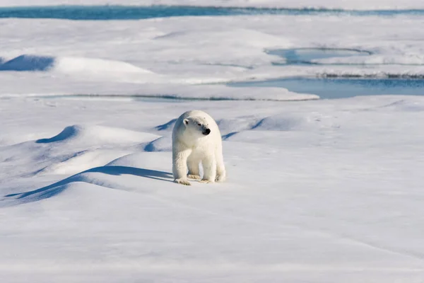 Kutup Ayısı Pack Buz Üstünde — Stok fotoğraf