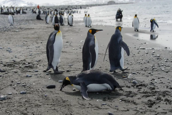 Kung Pingviner Kommer Från Havet — Stockfoto