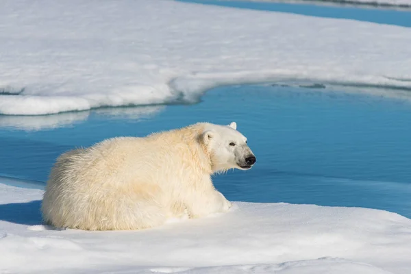 Cute Polar Bear Nature — Stock Photo, Image