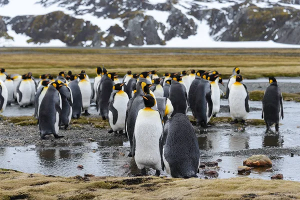 Pingüinos Rey Georgia Del Sur — Foto de Stock