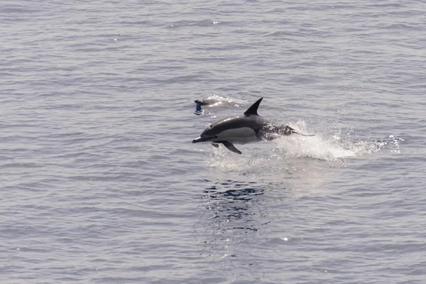 Delfines Saltando Del Mar Tranquilo — Foto de Stock