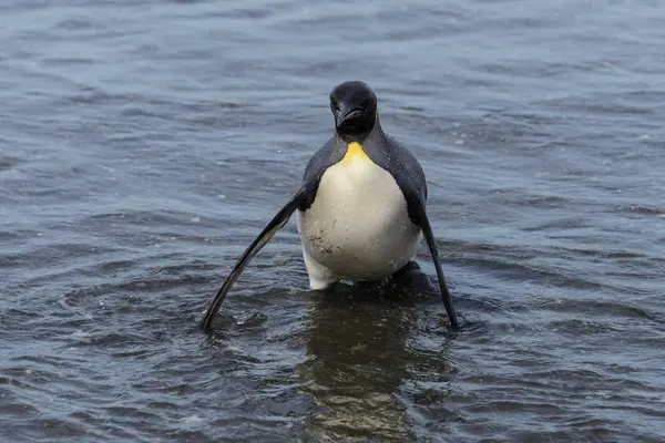 Koning Pinguïn Gaande Van Zee — Stockfoto