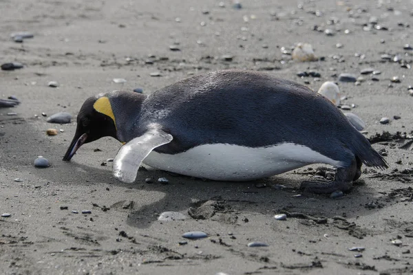 Król Pingwin Leżący Ziemi — Zdjęcie stockowe