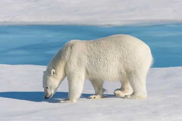 Urso Polar Embalagem Gelo — Fotografia de Stock