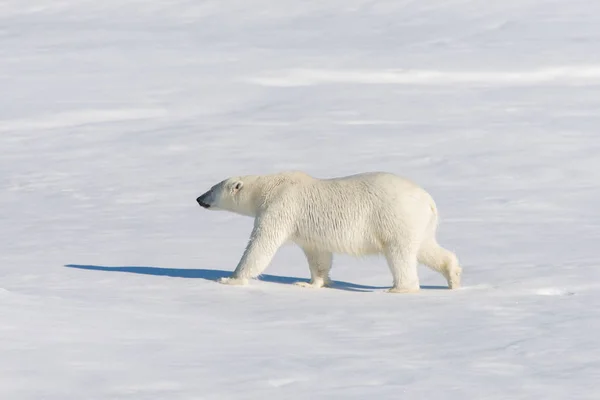 Oso Polar Paquete Hielo —  Fotos de Stock