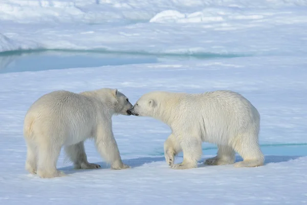 스발바르 얼음에 북극곰 — 스톡 사진