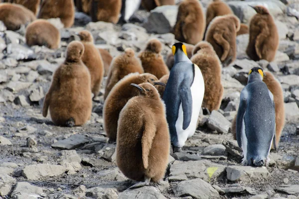 Roi Pingouin Poussins Nature — Photo