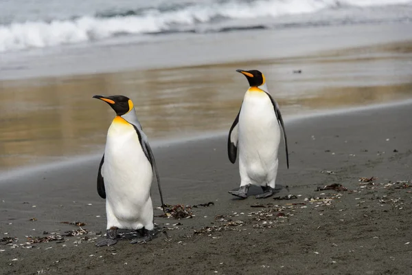 Pingouins Royaux Sur Île Géorgie Sud — Photo