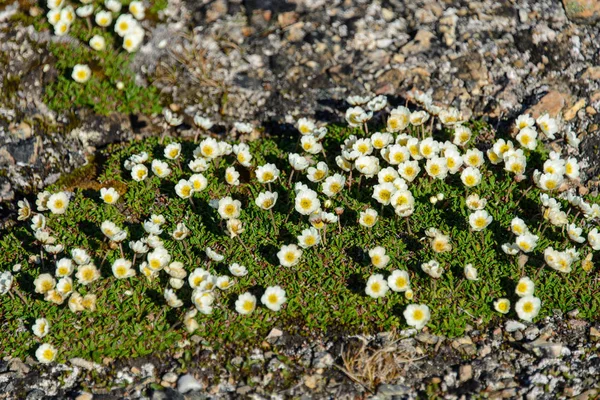 Arktische Blumen Spitzbergen — Stockfoto