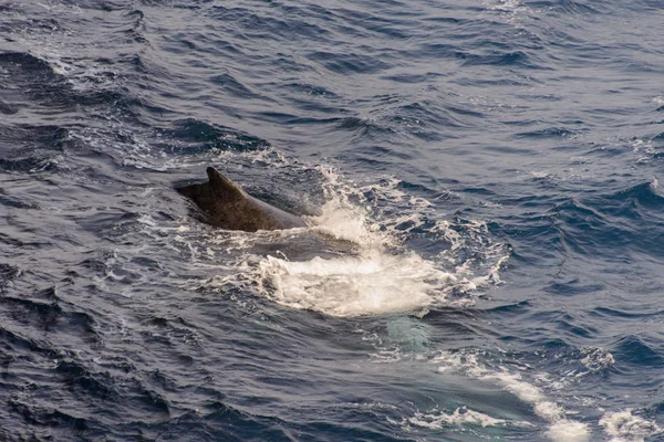 Aleta Ballena Jorobada Mar — Foto de Stock