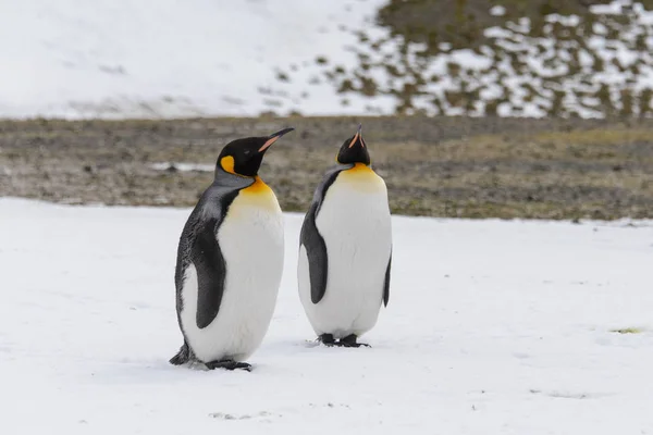 Koning Pinguïns Zuid Georgië Eiland — Stockfoto