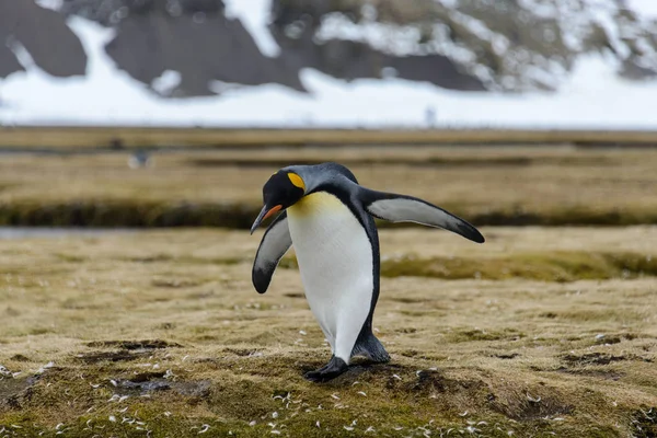 Rei Pinguim Natureza — Fotografia de Stock