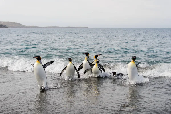 Königspinguine Gehen Aus Dem Meer — Stockfoto