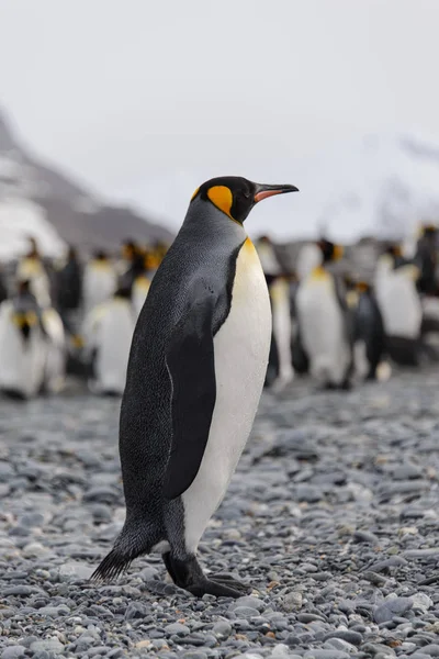 Όμορφη Ενηλίκων Βασιλιά Πιγκουίνος — Φωτογραφία Αρχείου