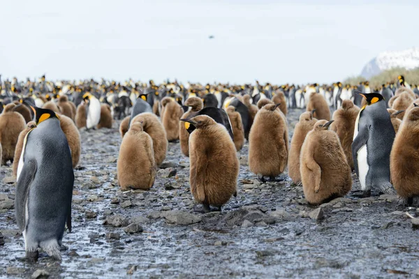 Krásný Dospělý Král Penguin — Stock fotografie