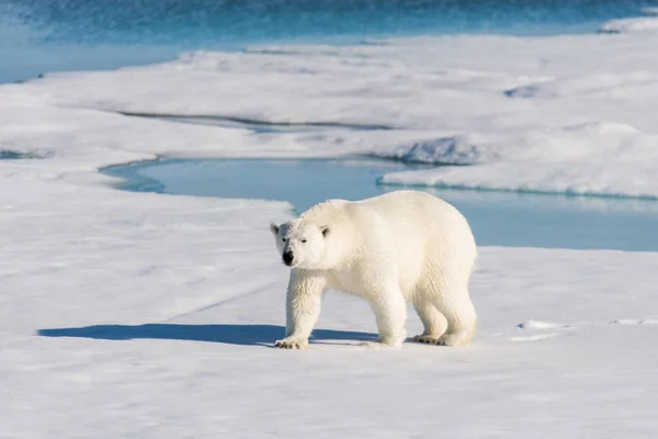Oso Polar Paquete Hielo — Foto de Stock