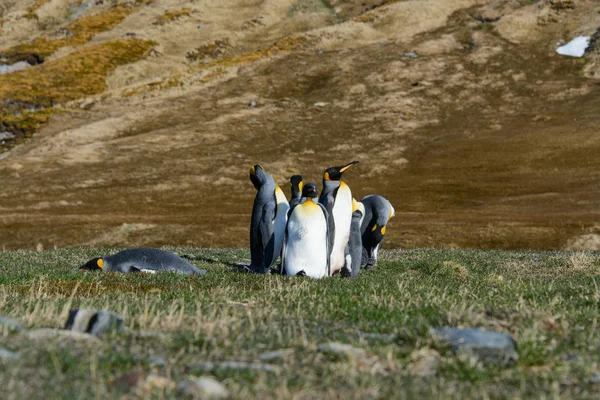 Königspinguine Auf Südgeorgien — Stockfoto