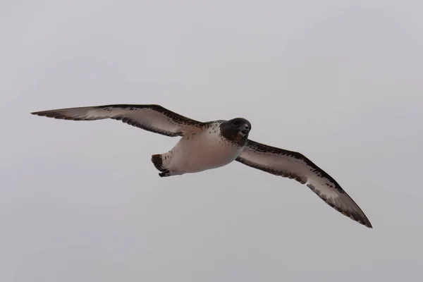 Petrel Antártico Thalassoica Antarctica — Fotografia de Stock