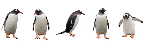 Pinguim Rei Isolado Branco — Fotografia de Stock