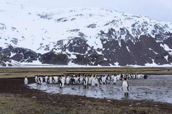 Pingouins Royaux Géorgie Sud — Photo