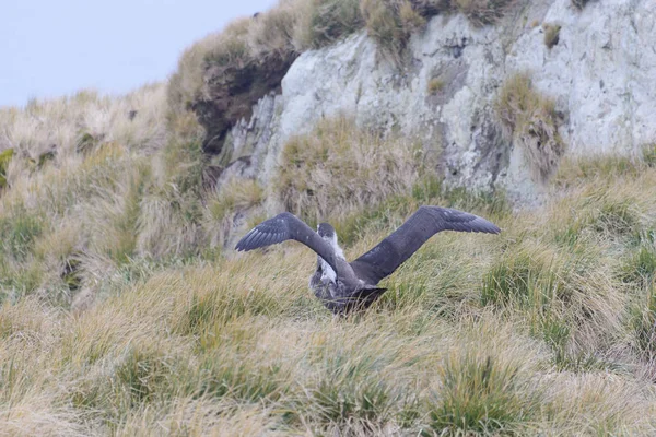 Albatros Csaj Fészekben Terjed Szárny — Stock Fotó
