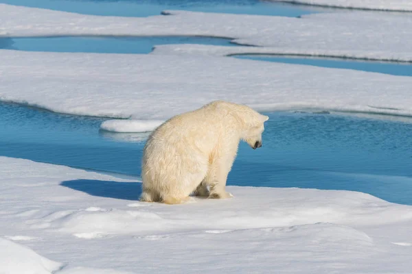 Πολική Αρκούδα Στον Πάγο Πακέτο — Φωτογραφία Αρχείου
