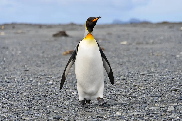 Король Пінгвіни Острові Південна Джорджія — стокове фото