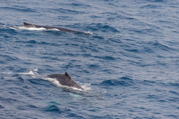 Humpback whale fin in he sea