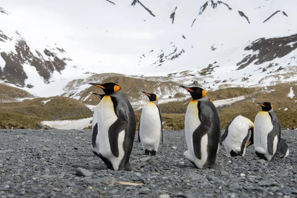 Pingouins Royaux Sur Île Géorgie Sud — Photo