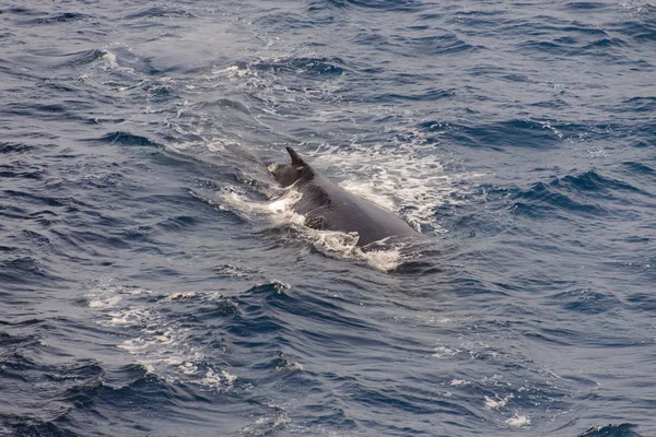 Aleta Ballena Jorobada Mar — Foto de Stock