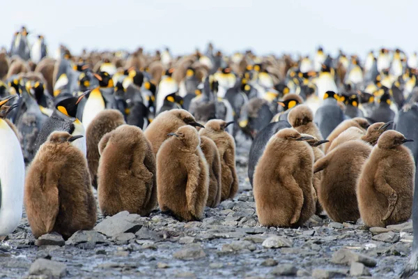 Rey Pingüino Polluelos Naturaleza — Foto de Stock