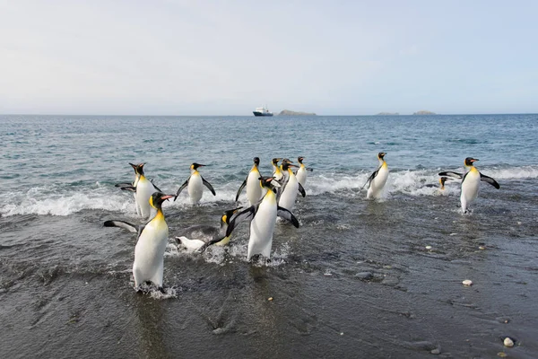 Король Пингвинов Идущих Моря — стоковое фото
