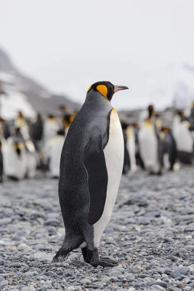 美丽的成年国王企鹅 — 图库照片