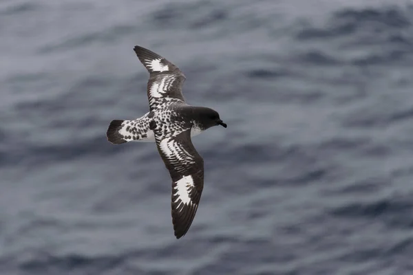 Ανταρκτική Petrel Thalassoica Ανταρκτική — Φωτογραφία Αρχείου