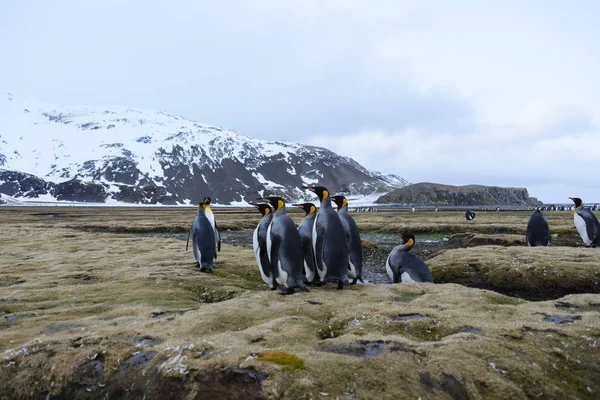 南ジョージアのキング ペンギン — ストック写真