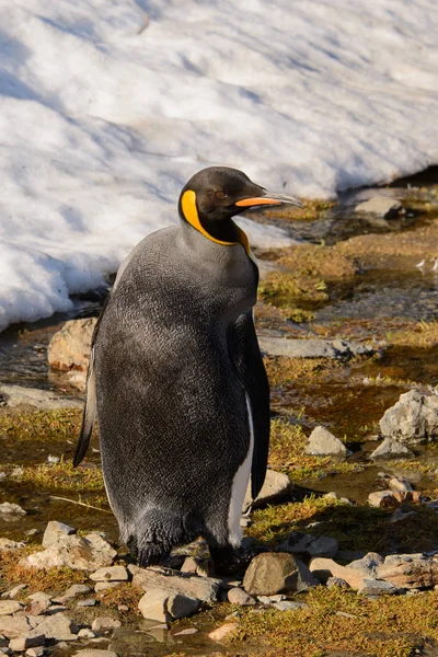 Koning Pinguins Zuid Georgië — Stockfoto