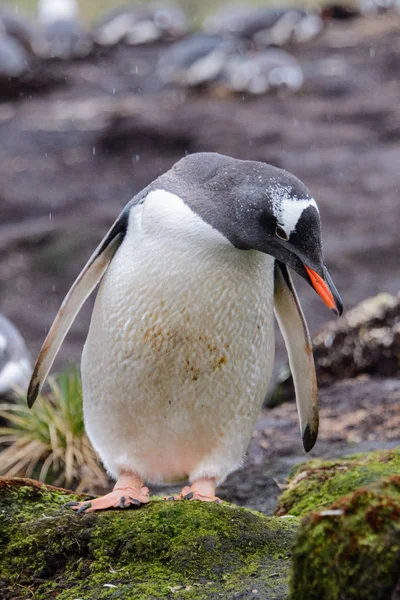 Pinguim Gentoo Molhado Grama Verde Tempo Chuvoso — Fotografia de Stock