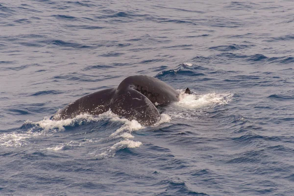 Humpback Whale Tail Morzu — Zdjęcie stockowe