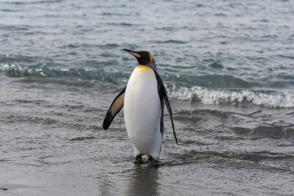 海から行く王ペンギン — ストック写真